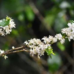 San Luis Coffee Plantations - San Luis