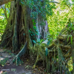 San Luis Coffee Plantations - San Luis