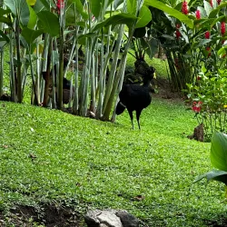 La Fortuna Waterfall - San Rafael