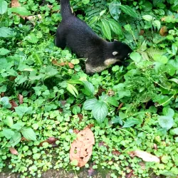 Lake Arenal - San Rafael