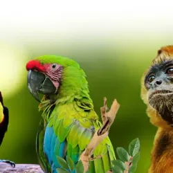 Proyecto Asis Wildlife Rescue Center - San Rafael