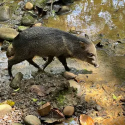 Proyecto Asis Wildlife Rescue Center - San Rafael