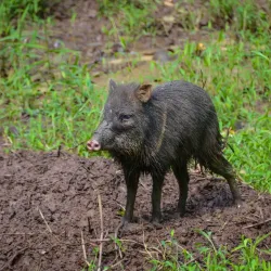 Proyecto Asis Wildlife Rescue Center - San Rafael