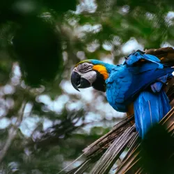 Proyecto Asis Wildlife Rescue Center - San Rafael