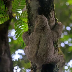 Proyecto Asis Wildlife Rescue Center - San Rafael