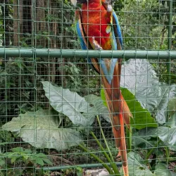 Proyecto Asis Wildlife Rescue Center - San Rafael