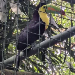 Proyecto Asis Wildlife Rescue Center - San Rafael