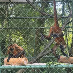 Proyecto Asis Wildlife Rescue Center - San Rafael