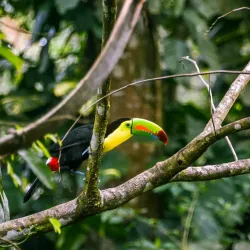 Proyecto Asis Wildlife Rescue Center - San Rafael