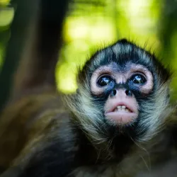 Proyecto Asis Wildlife Rescue Center - San Rafael