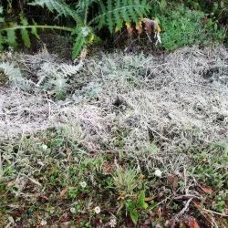 Cerro de la Muerte - San Ramon