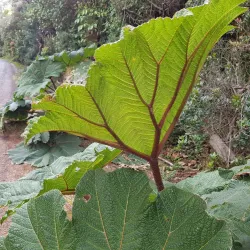 Poás Volcano National Park - San Vicente