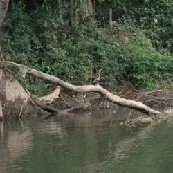 Sarapiquí River - San Vicente