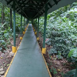 Selva Verde Lodge & Rainforest Reserve - San Vicente