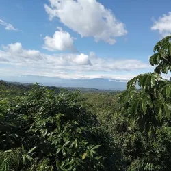 Las Cruces Biological Station - San Vito