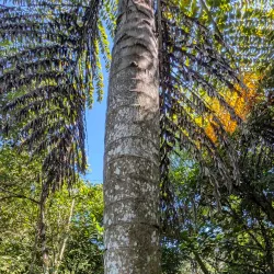 Las Cruces Biological Station - San Vito