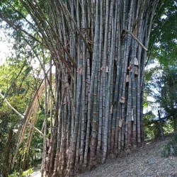Las Cruces Biological Station - San Vito