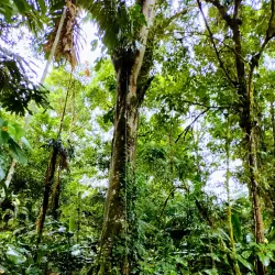 Las Cruces Biological Station - San Vito