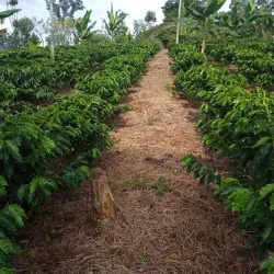 San Vito Coffee Plantations - San Vito