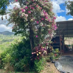 Coffee Plantations Tour - Santa Ana