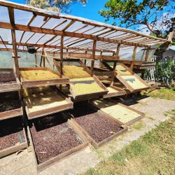 Coffee Plantations Tour - Santa Ana