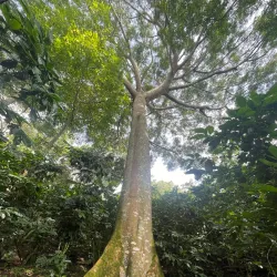 Coffee Plantations Tour - Santa Ana