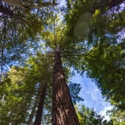Santa Barbara Botanical Garden - Santa Barbara