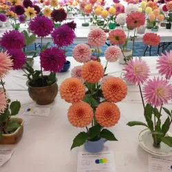 Santa Cruz Folklore Museum - Santa Cruz