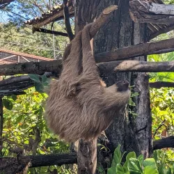 Coco Safari Adventure and Wildlife Tour - Tamarindo