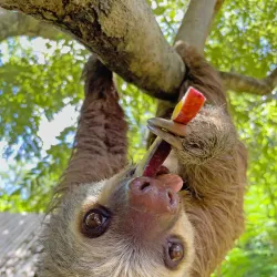 Coco Safari Adventure and Wildlife Tour - Tamarindo