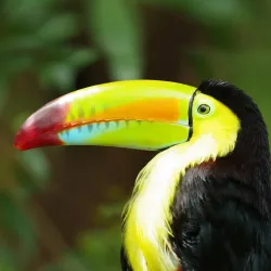 Coco Safari Adventure and Wildlife Tour - Tamarindo