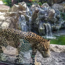 Coco Safari Adventure and Wildlife Tour - Tamarindo