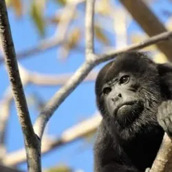 Tamarindo Estuary (Las Baulas Wildlife Refuge) - Tamarindo