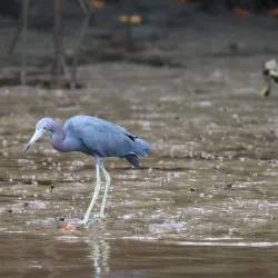 Tamarindo Estuary (Las Baulas Wildlife Refuge) - Tamarindo