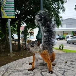 Parque Central de Tibás - Tibas