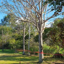 Parque La Libertad - Tibas