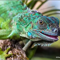 Arenal Eco Zoo - Tilaran