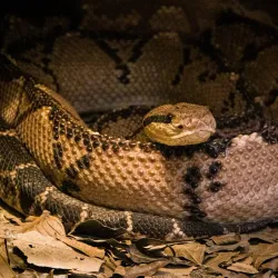 Arenal Eco Zoo - Tilaran