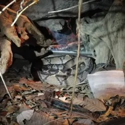 Arenal Eco Zoo - Tilaran