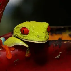 Arenal Eco Zoo - Tilaran