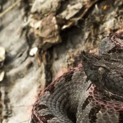 Arenal Eco Zoo - Tilaran