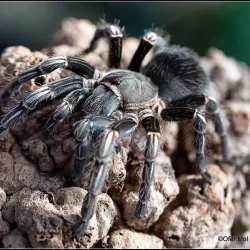 Arenal Eco Zoo - Tilaran