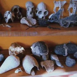 Arenal Eco Zoo - Tilaran