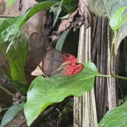 Cachi Waterfalls - Turrialba