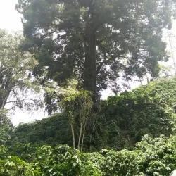 Cachi Waterfalls - Turrialba