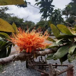 Turrialba Botanical Gardens - Turrialba