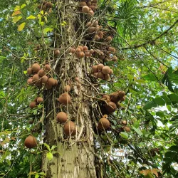 Turrialba Botanical Gardens - Turrialba