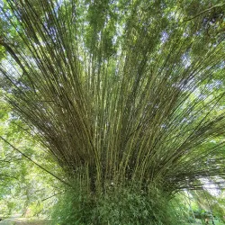 Turrialba Botanical Gardens - Turrialba