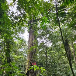 Turrialba Botanical Gardens - Turrialba