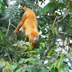 Caño Negro Wildlife Refuge - Upala